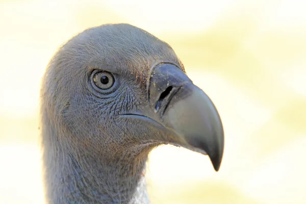 Retrato do Cabo Griffon Abutre — Fotografia de Stock