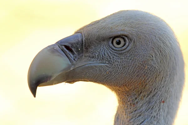 Portrait of Cape Griffon Vulture — Stock Photo, Image