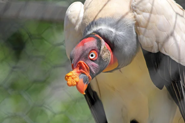 A King Vulture in captivity — Stock Photo, Image