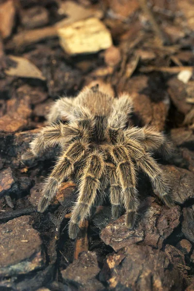 Tarântula gigante temerosa — Fotografia de Stock