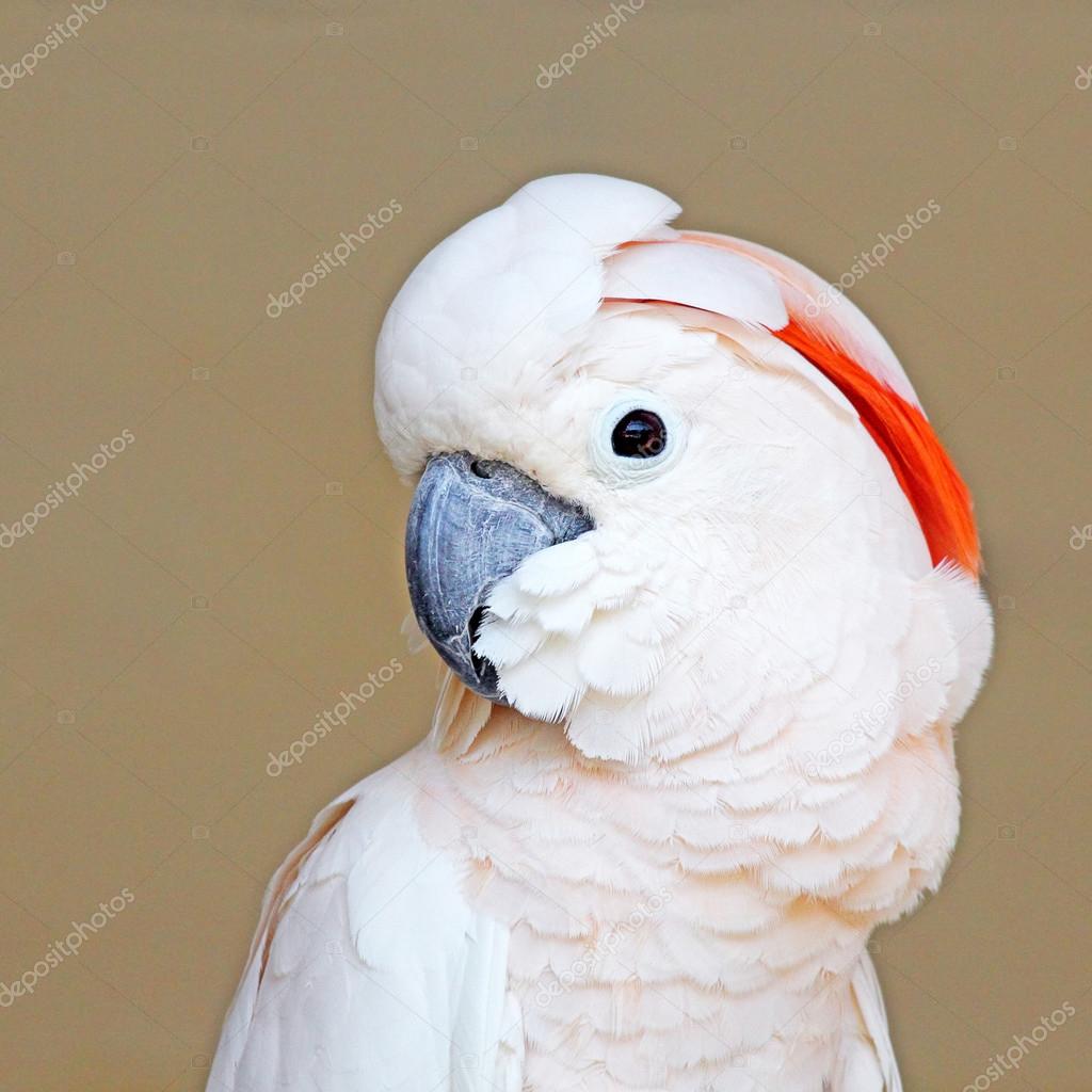 Portrait of a Moluccan Cockatoo on uniform background