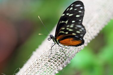 bir ip üzerinde Kelebek