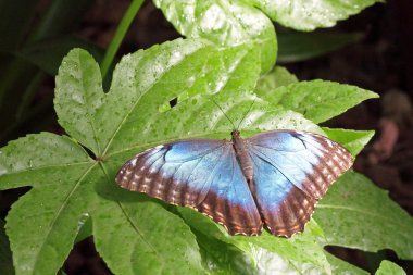 Yaprağın üzerinde kelebek