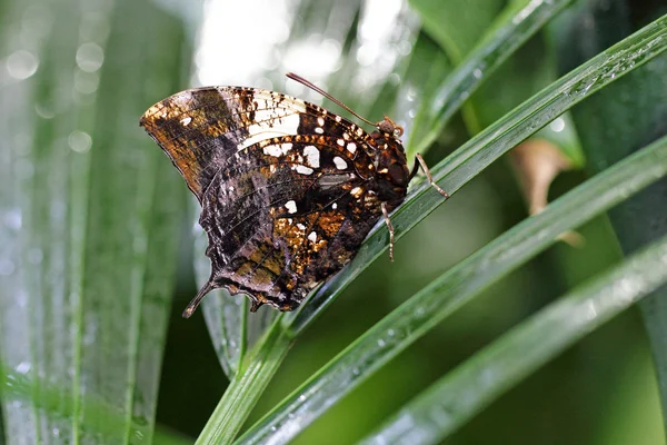 Farfalla su una foglia — Foto Stock