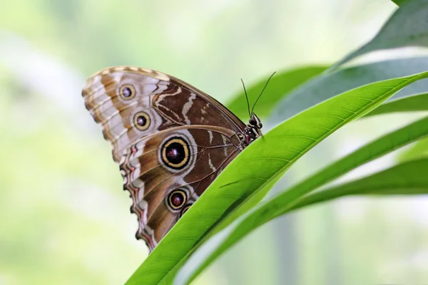 Owl Butterfly on a leaf — Stock Photo, Image