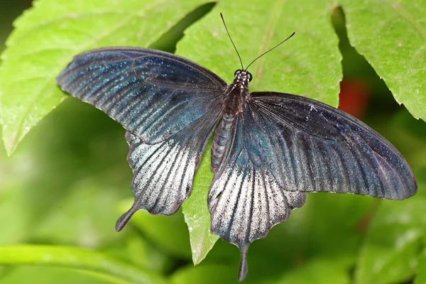 Farfalla su una foglia — Foto Stock