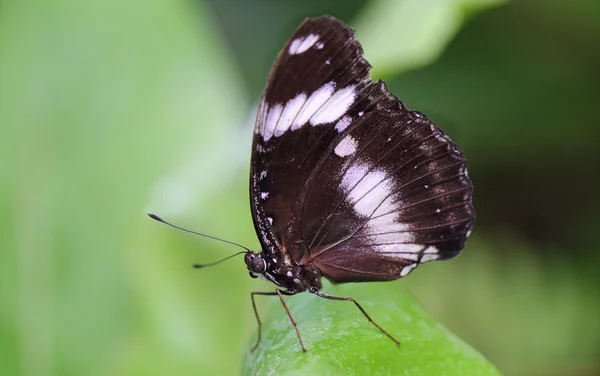 Motyl na liściu — Zdjęcie stockowe