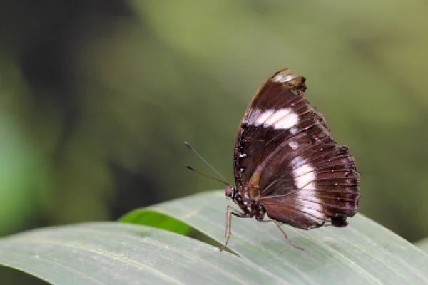 Butterfly on a leaf — Stock Photo, Image