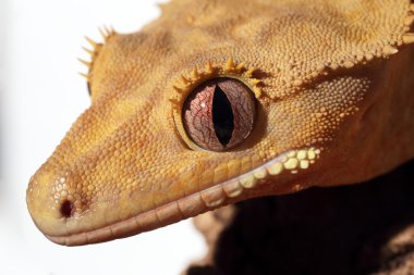 caledonian tepeli gecko detay