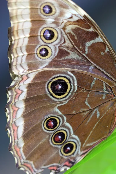 Ala di una farfalla gufo — Foto Stock