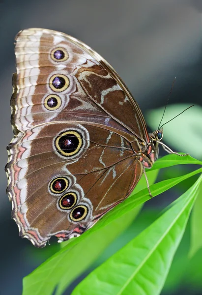 Бабочка-сова на листе — стоковое фото