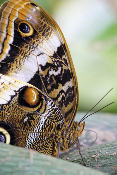 Detalhe de uma borboleta de coruja — Fotografia de Stock