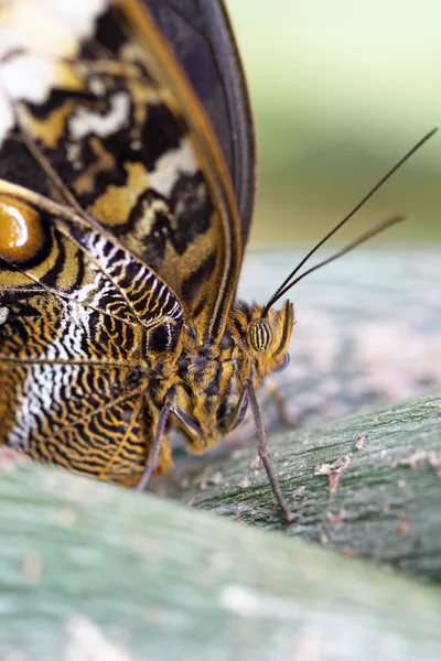 Cabeça de uma coruja Borboleta — Fotografia de Stock