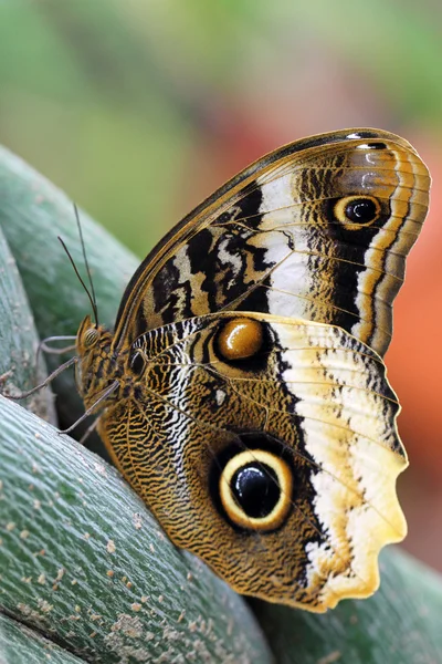 Butterfly on a tendril — Stock Photo, Image