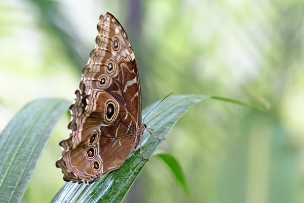 Farfalla su una foglia — Foto Stock