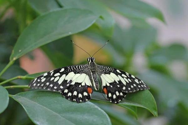 Motyl na liściu — Zdjęcie stockowe