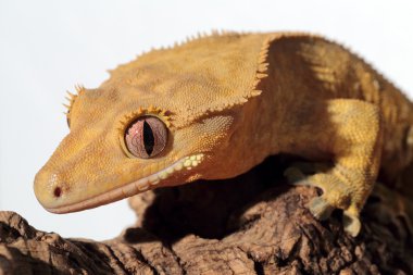 Caledonian gecko beyaz zemin üzerine ince kenarlı.
