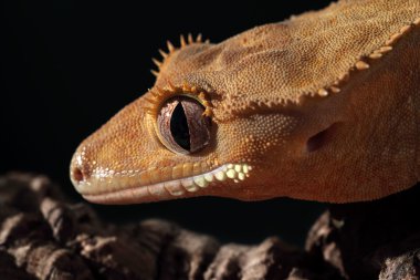 caledonian tepeli gecko portresi