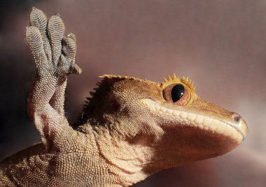 Caledonian tepeli gecko bir cam