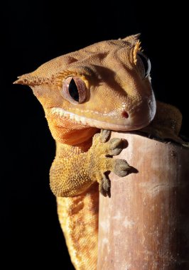 Caledonian tepeli gecko bambu kamışı üzerinde