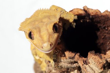 Caledonian gecko beyaz zemin üzerine ince kenarlı.