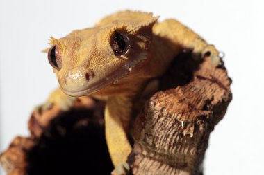 Caledonian gecko beyaz zemin üzerine ince kenarlı.