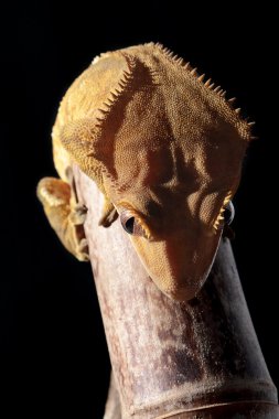 Caledonian tepeli gecko bambu kamışı üzerinde