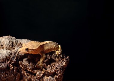 caledonian tepeli gecko atlama