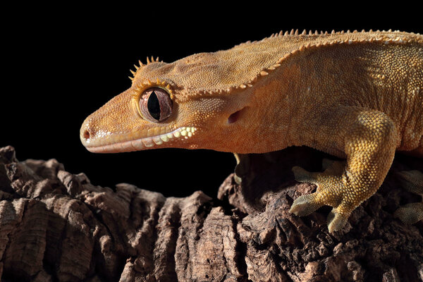Caledonian crested gecko on a branch