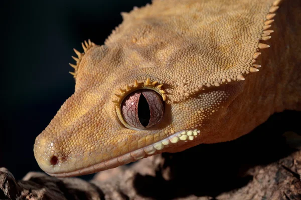 Caledonian tepeli gecko portresi — Stok fotoğraf