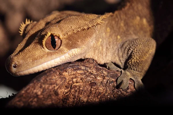 Zbliżenie caledonian crested Gecko — Zdjęcie stockowe