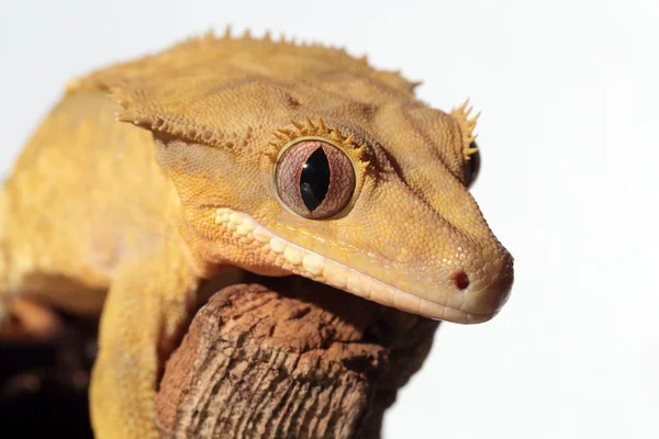 Caledonian crested gecko no fundo branco — Fotografia de Stock