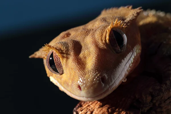Caledonian tepeli gecko portresi — Stok fotoğraf