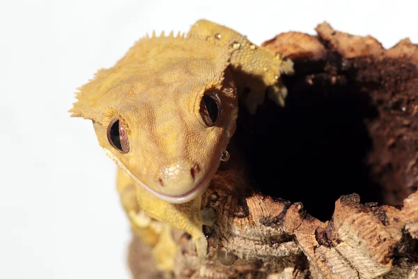 Caledonian gecko beyaz zemin üzerine ince kenarlı.