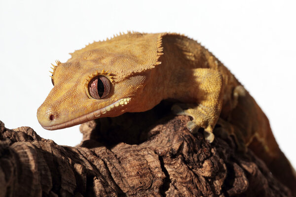 Caledonian crested gecko on a branch