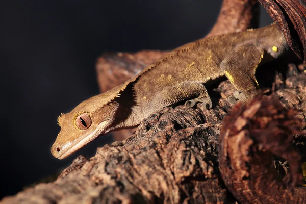 Caledonian chocholatý gecko na větvi — Stock fotografie