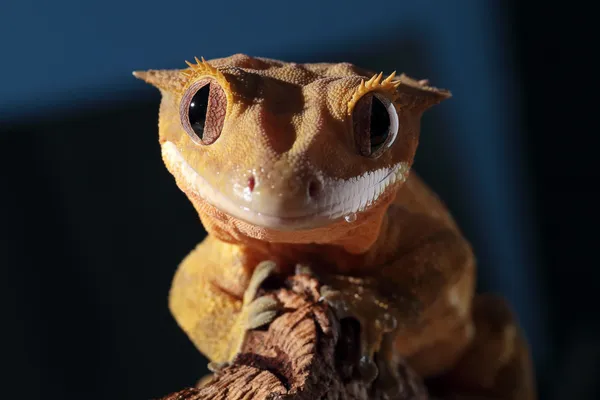 caledonian tepeli gecko portresi