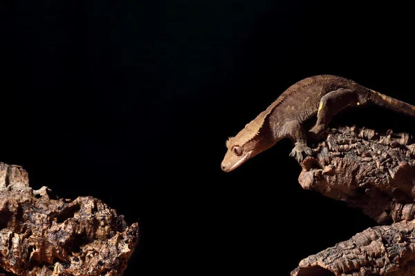 Caledonian crested gecko skoki — Zdjęcie stockowe