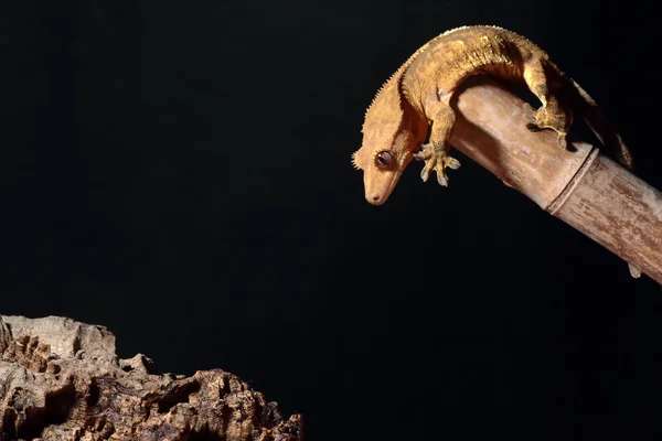 Caledonian crested gecko jumping — Stock Photo, Image