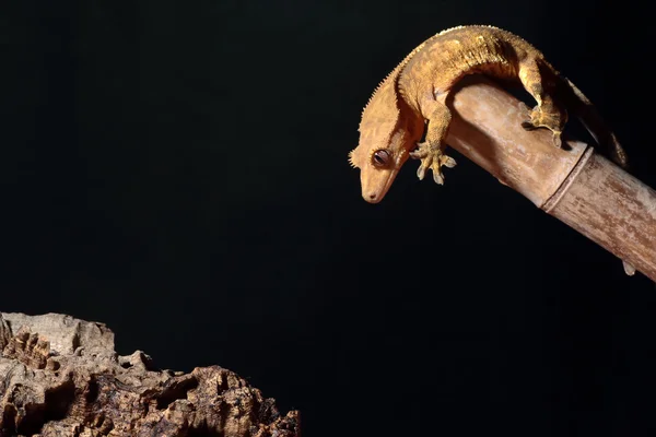 Caledonian crested gecko skoki — Zdjęcie stockowe