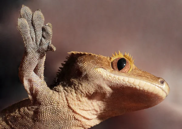 Чубаті gecko Каледонії на склянку Стокове Фото