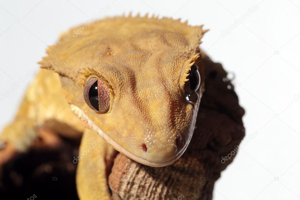 Caledonian crested gecko on white background