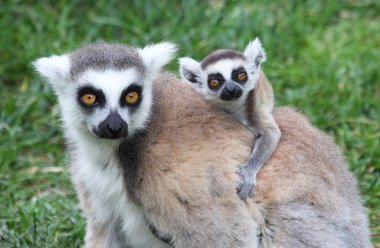 Ring-Tailed lemur catta Baby