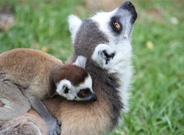 Närbild av ring-tailed lemur catter med baby — Stockfoto