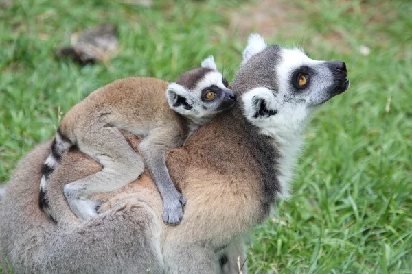 Ringstaartmaki catta met baby — Stockfoto