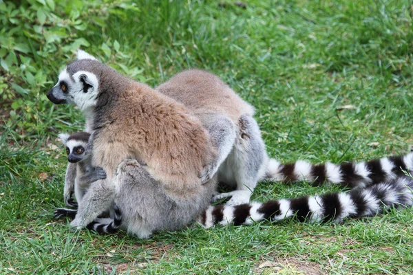 Lemur Catta de cauda anelada no chão com bebê — Fotografia de Stock