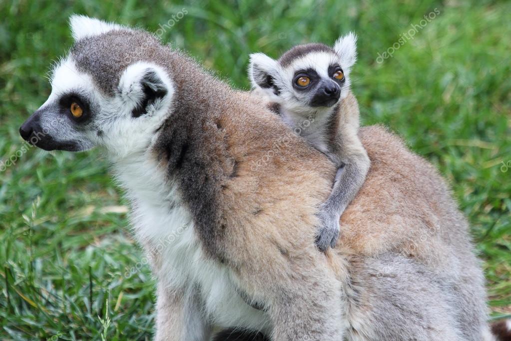 Fotos De Lemur Bebe De Stock Lemur Bebe Imagenes Libres De Derechos Depositphotos
