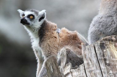 bir dal üzerinde oturan ring-tailed lemur catta
