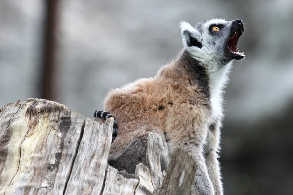 Bostezo Lemur Catta de cola anillada — Foto de Stock