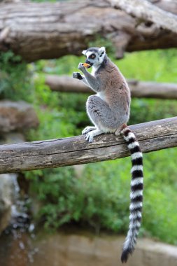 bir meyve yeme ring-tailed Maki (lemur catta)